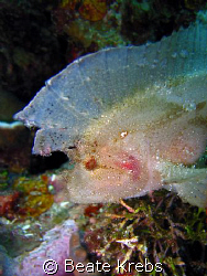 Leaf Scorpionfish , Wakatobi Reef , Canon S60  by Beate Krebs 